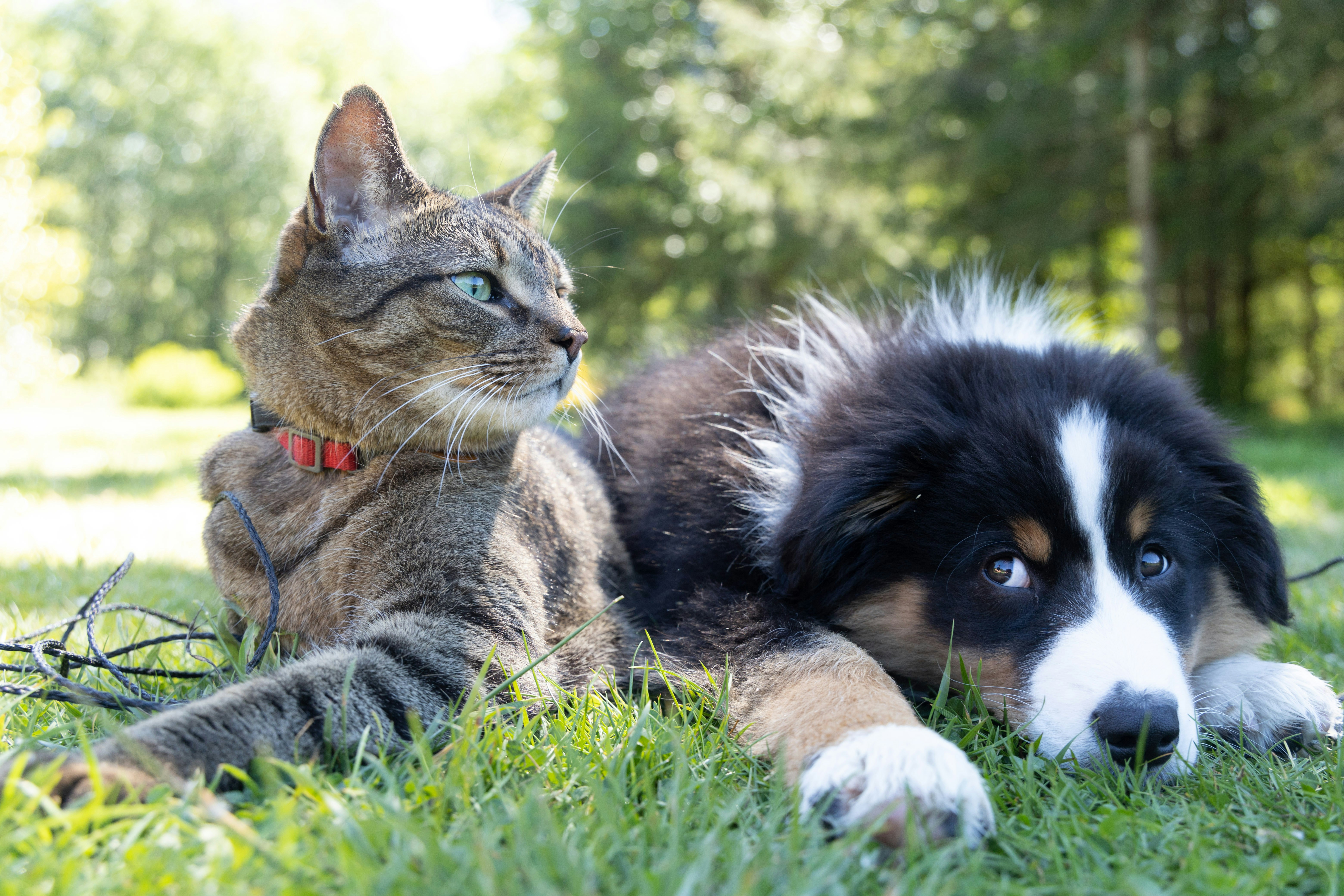 Gato y perro juntos — pequeños animales atendidos por Carolina Neumann