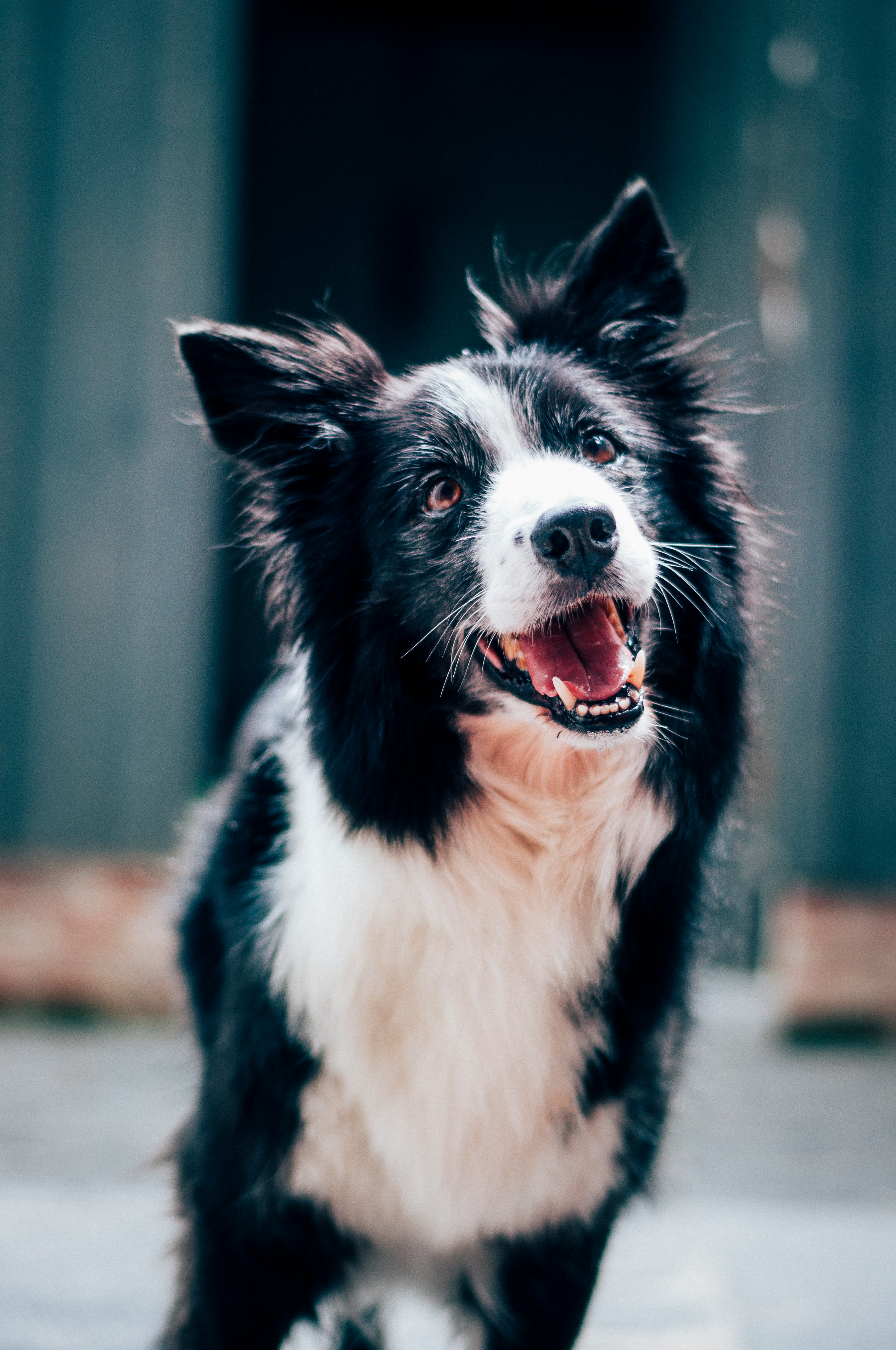 Border collie — uno de los pacientes típicos de cirugía veterinaria de pequeños animales